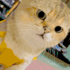 萌宠 猫咪 好奇 呆萌 可爱