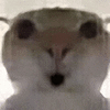 萌宠 猫咪 吃惊 呆萌 可爱