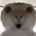 萌宠 猫咪 吃惊 呆萌 可爱