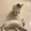 萌宠 猫咪 打你 可爱 呆萌