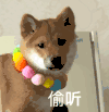 萌宠 狗狗 偷听 呆萌 可爱