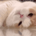 萌宠 猫咪 emo 呆萌 可爱