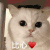 萌宠 猫咪 比心 呆萌 可爱