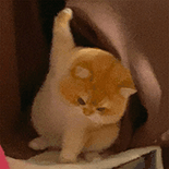 萌宠 猫咪 举手 呆萌 可爱