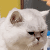 萌宠 猫咪 摸头 呆萌 可爱