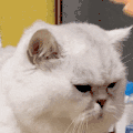 萌宠 猫咪 摸头 呆萌 可爱