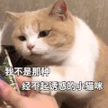 萌宠 猫咪 我不是那种经不起诱惑的小猫咪 呆萌 可爱