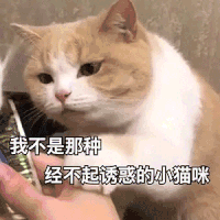 萌宠 猫咪 我不是那种经不起诱惑的小猫咪 呆萌 可爱