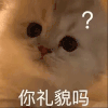 萌宠 猫咪 你礼貌吗 呆萌 可爱