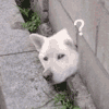 萌宠 狗狗 ？ 呆萌 可爱