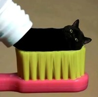 猫咪 牙膏猫咪 可爱 搞笑
