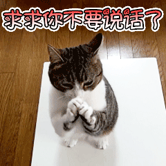可爱猫带字表情包GIF图片