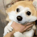 萌宠 狗 呆萌 可爱
