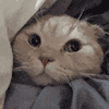 萌宠 猫咪爱心 呆萌 可爱