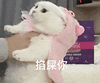 萌宠 猫咪 掐屎你 呆萌 可爱