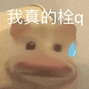 萌宠 猫咪 我真的栓q 呆萌 可爱