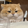萌宠 猫咪 刀 呆萌 可爱