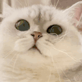萌宠 猫咪 看 呆萌 可爱