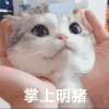 萌宠 猫咪 掌上明猪 呆萌 可爱