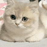 萌宠 猫咪 盯 呆萌 可爱