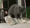 萌宠 猫咪 按摩 呆萌 可爱