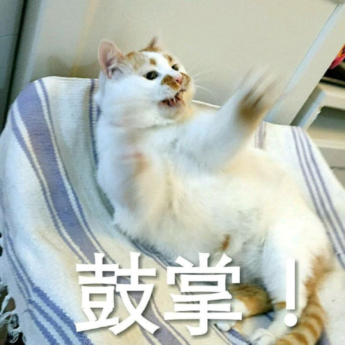 加油猫咪图片大全可爱图片