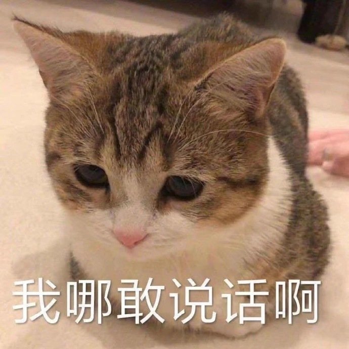 萌宠gif猫星人gif我哪敢说话gif可怜巴巴gif呆萌gif可爱gif