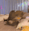 萌宠 猫咪 唱歌 呆萌 可爱