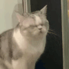 萌宠 猫咪 呆萌 可爱