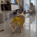 萌宠 狗狗 扭屁股 呆萌 可爱