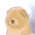 萌宠 狗狗 哭 呆萌 可爱