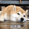 萌宠 狗狗 好无聊 呆萌 可爱