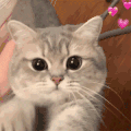 萌宠 猫咪 打拳 呆萌 可爱