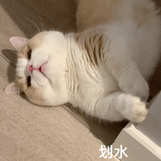 萌寵 貓咪 劃水 呆萌 可愛