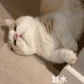 萌宠 猫咪 划水 呆萌 可爱