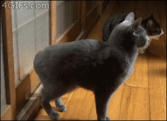 猫猫脚踢门表情包图片