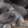 萌宠 猫咪 呕 呆萌 可爱