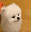 萌宠 狗狗 偷看 呆萌 可爱