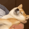 萌宠 狗狗 睡觉 呆萌 可爱