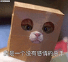 萌宠 猫咪 呆萌 可爱