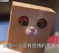 萌宠 猫咪 呆萌 可爱