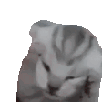 萌宠 猫咪 头痛 呆萌 可爱
