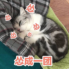 萌宠gif猫咪gif猫gif喵星人gif怂gif怂成一团gif搞怪gif