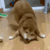 萌宠 狗狗 开心 呆萌 可爱