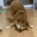 萌宠 狗狗 开心 呆萌 可爱