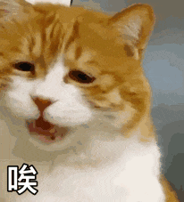 猫咪 可爱 搞怪 日常