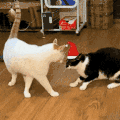 萌宠 猫咪 打你 呆萌 可爱