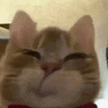 萌宠 猫咪 开心 呆萌 可爱
