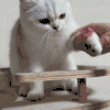 萌宠 猫咪 坐下 呆萌 可爱