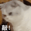 萌宠 猫 敲 生气 呆萌 可爱